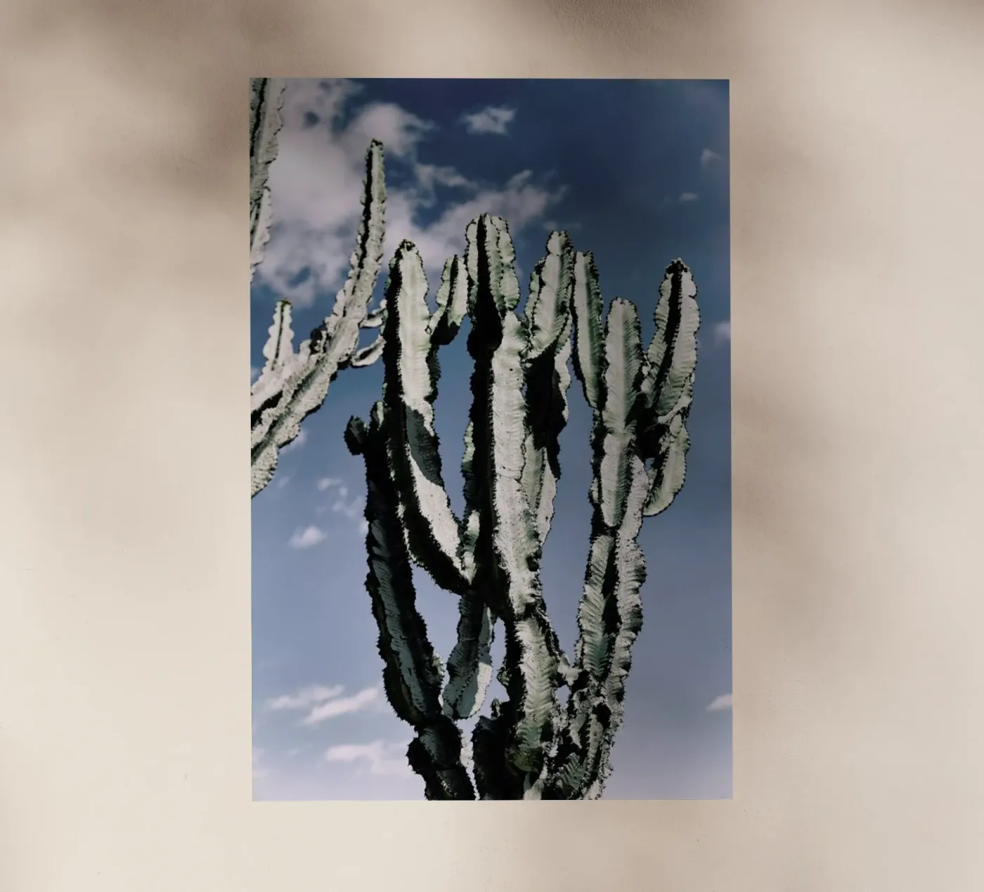 Radial pellicola backlit da Flora & Fauna