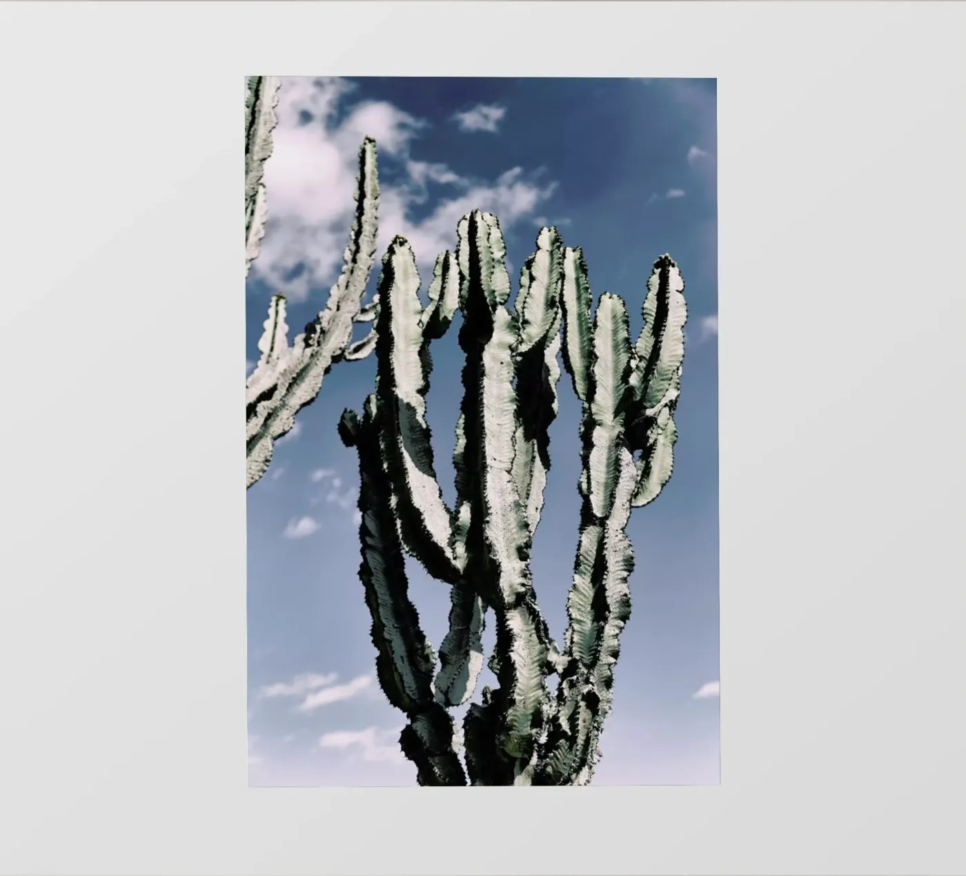 Radial pellicola backlit da Flora & Fauna