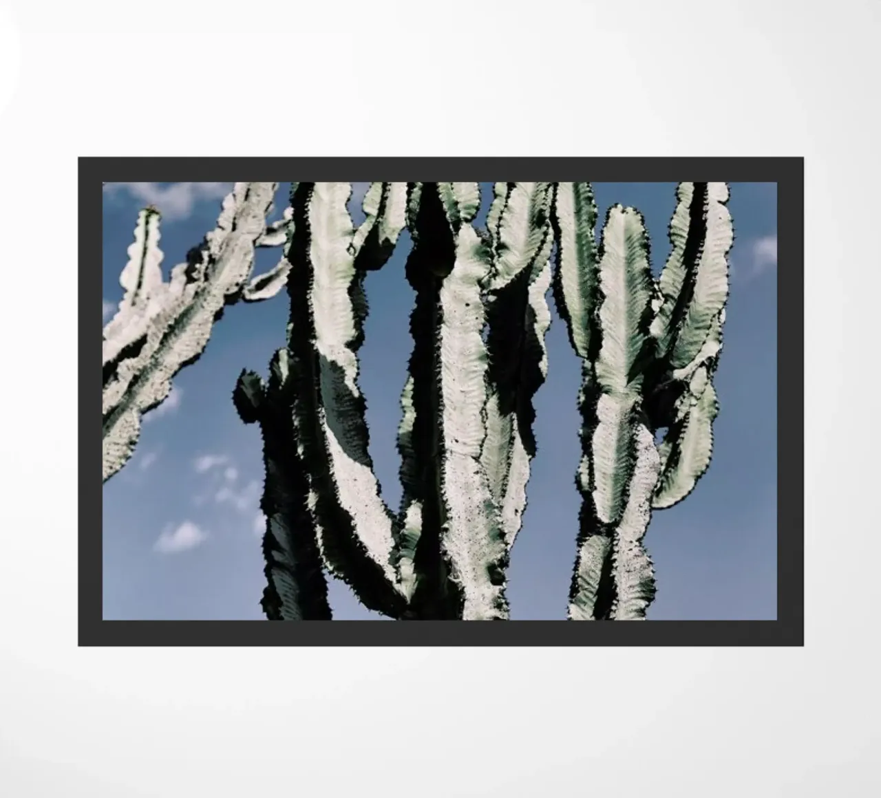 Radial zerbino da Flora & Fauna