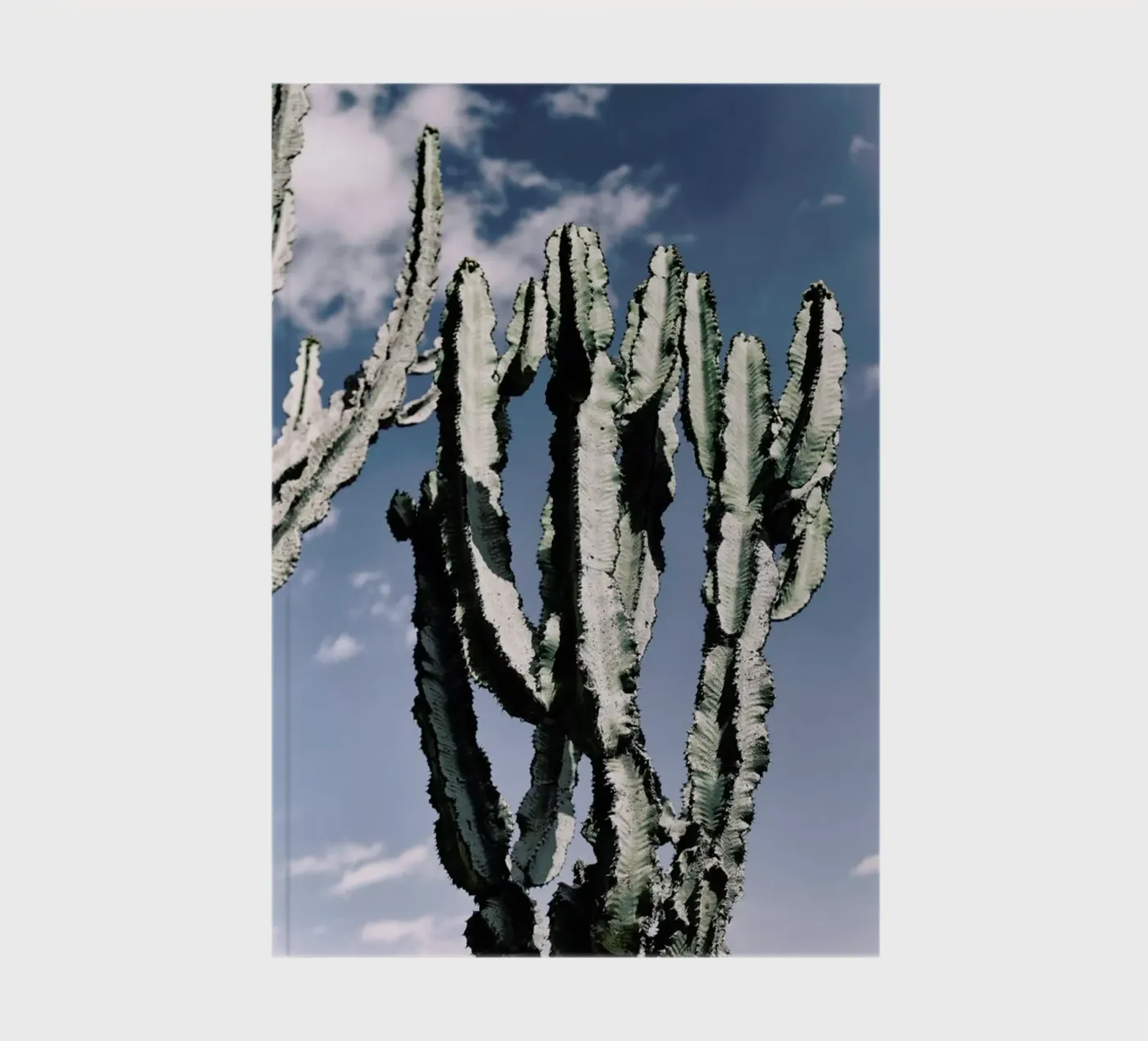 Radial notebook by Flora & Fauna