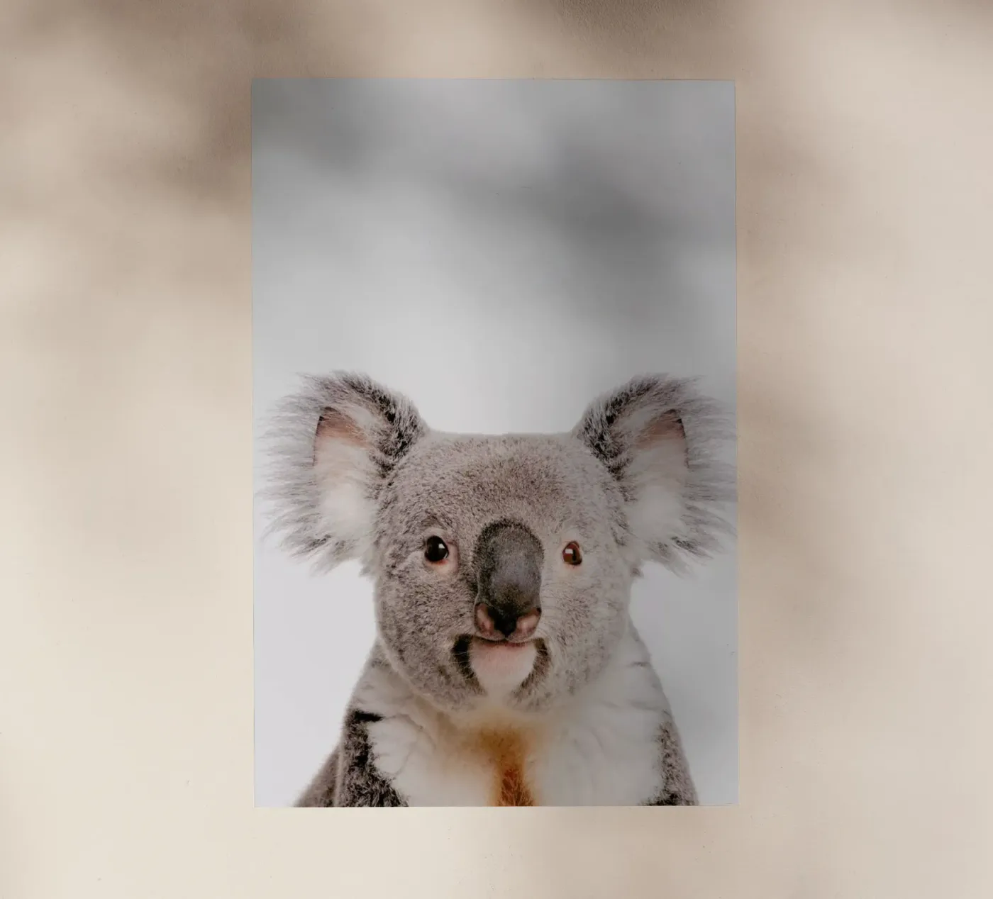 Koala pellicola backlit da Paws & Claws