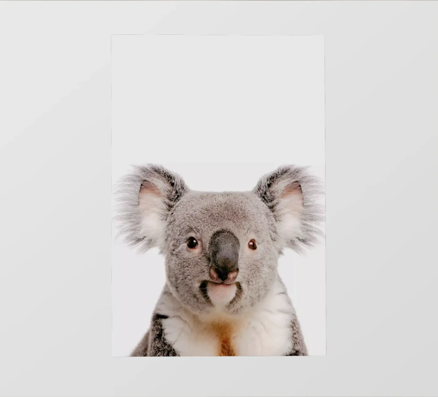 Koala pellicola backlit da Paws & Claws