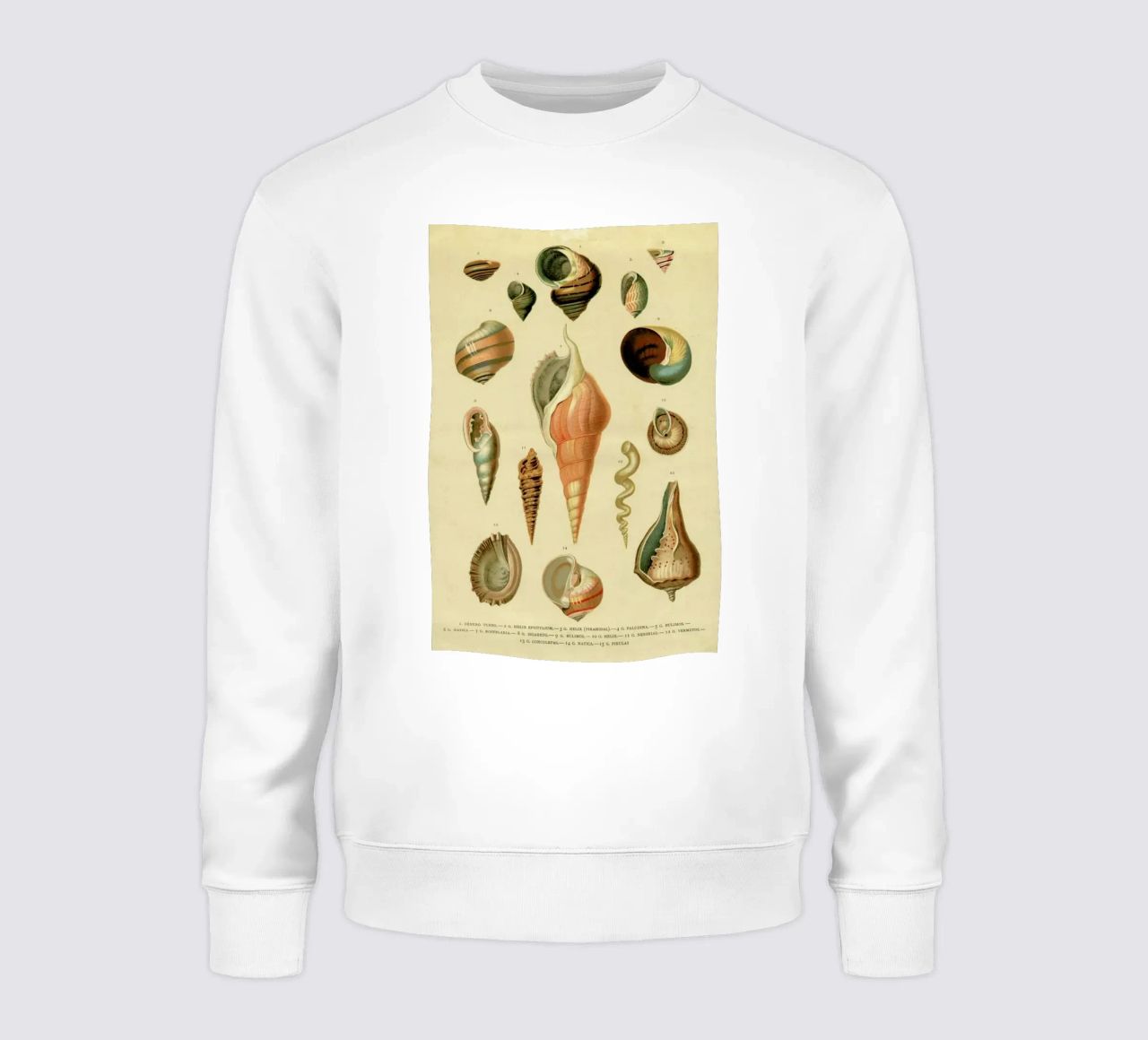Mollusc Shells sudadera de Flora & Fauna