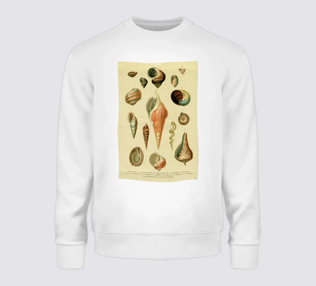 Mollusc Shells felpa da Flora & Fauna