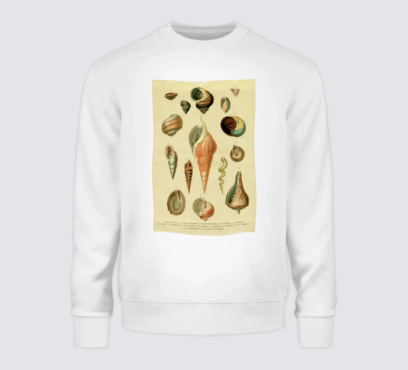 Mollusc Shells felpa da Flora & Fauna