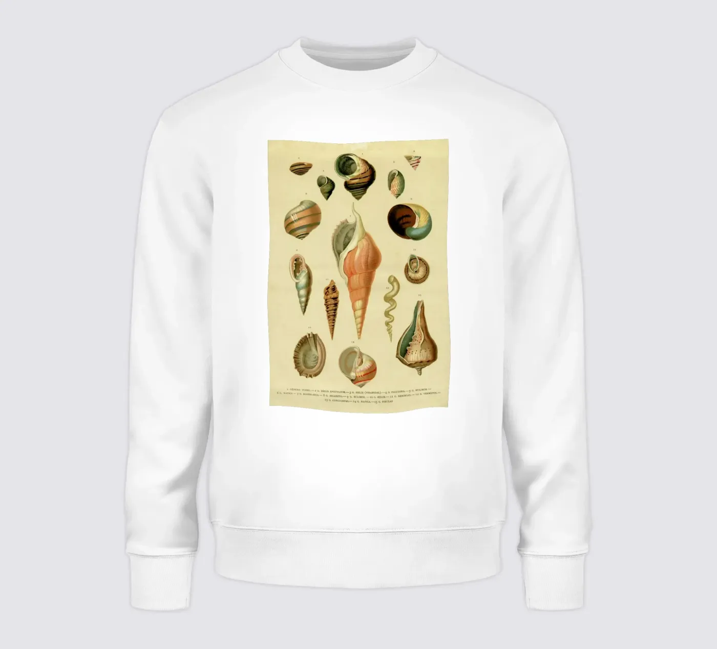 Mollusc Shells felpa da Flora & Fauna
