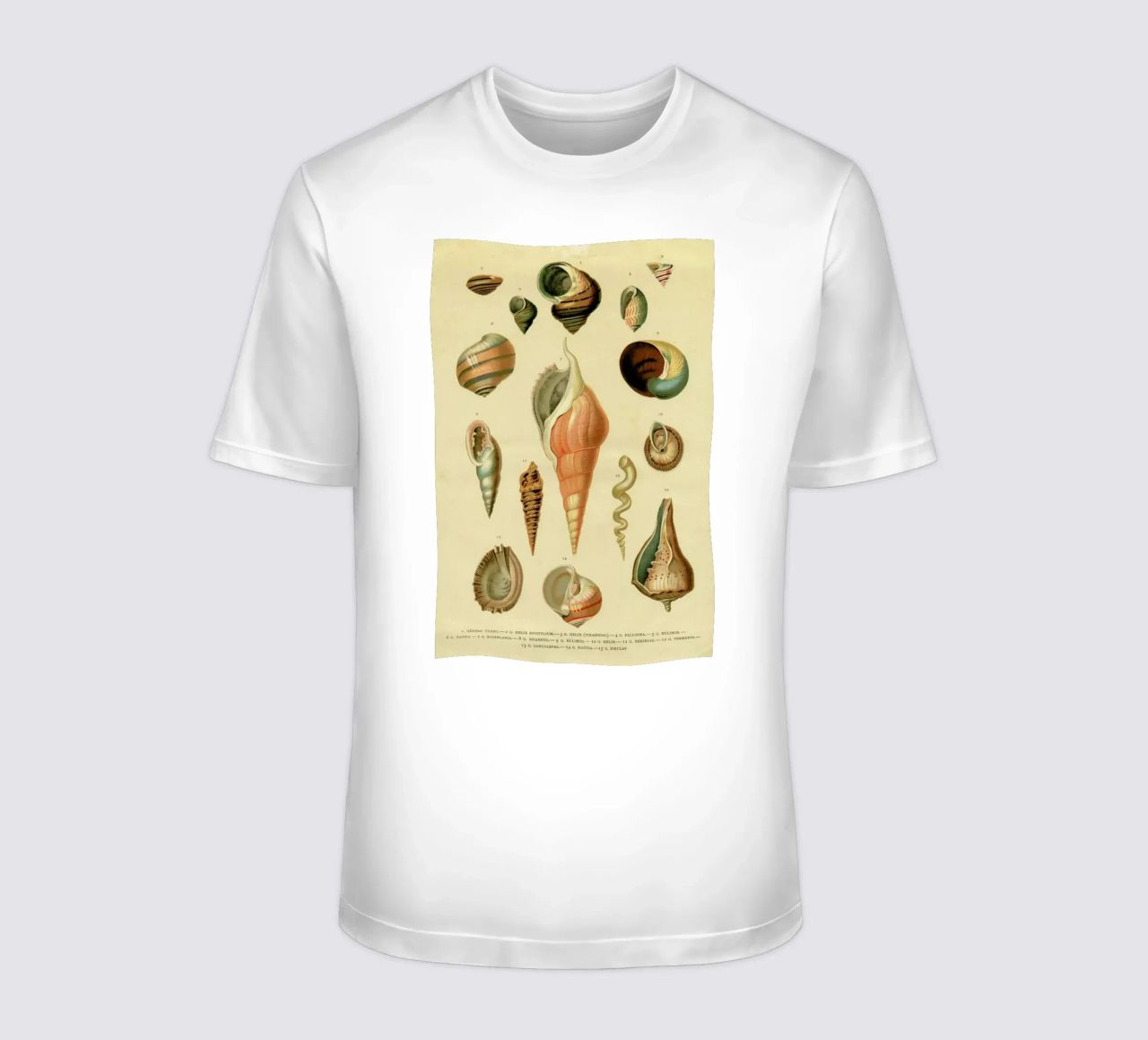 Mollusc Shells camiseta de Flora & Fauna