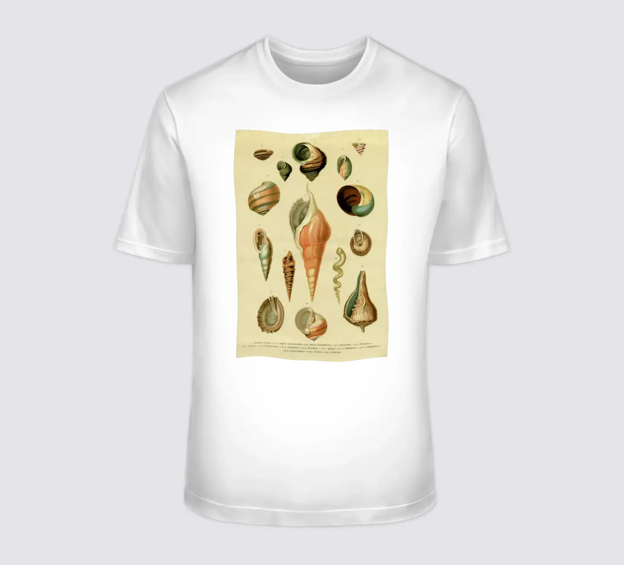 Mollusc Shells t-shirt da Flora & Fauna