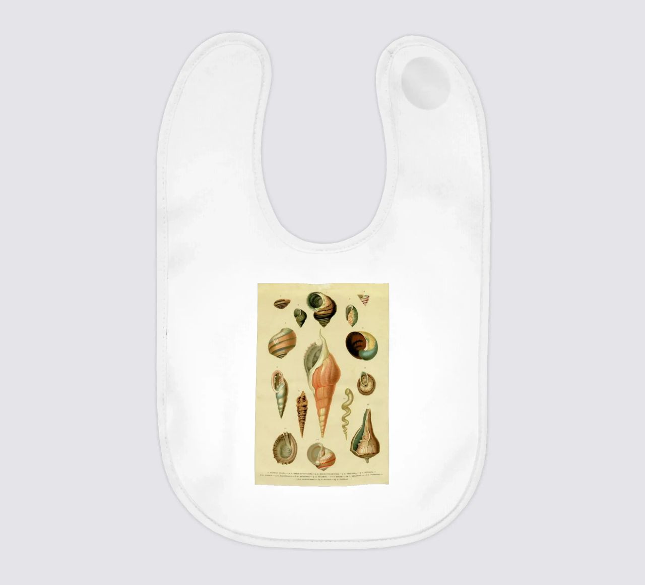 Mollusc Shells bavaglino da Flora & Fauna