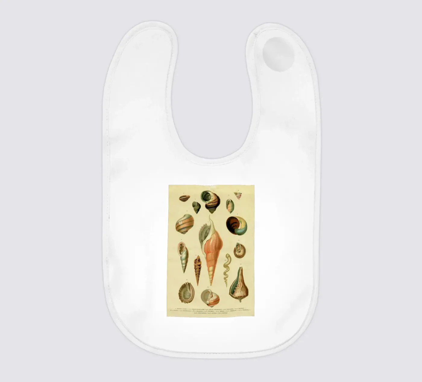 Mollusc Shells Babylätzchen von Flora & Fauna