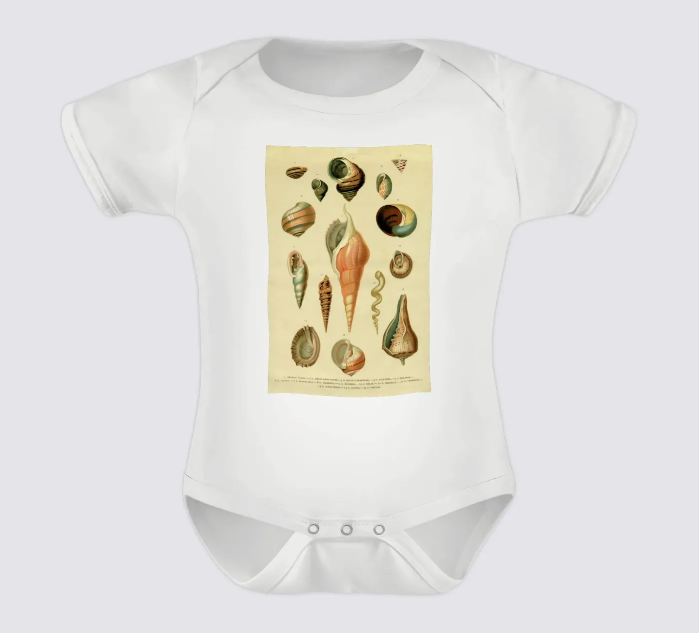 Mollusc Shells body bébé de Flora & Fauna