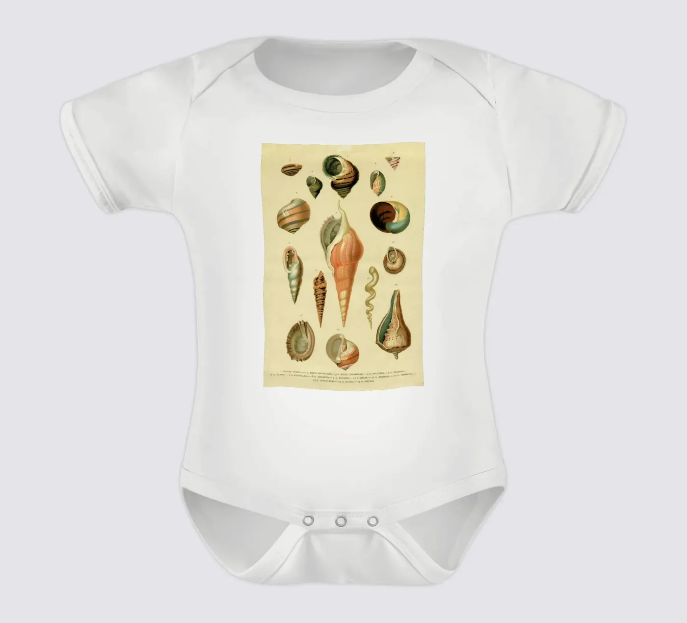 Mollusc Shells body bébé de Flora & Fauna