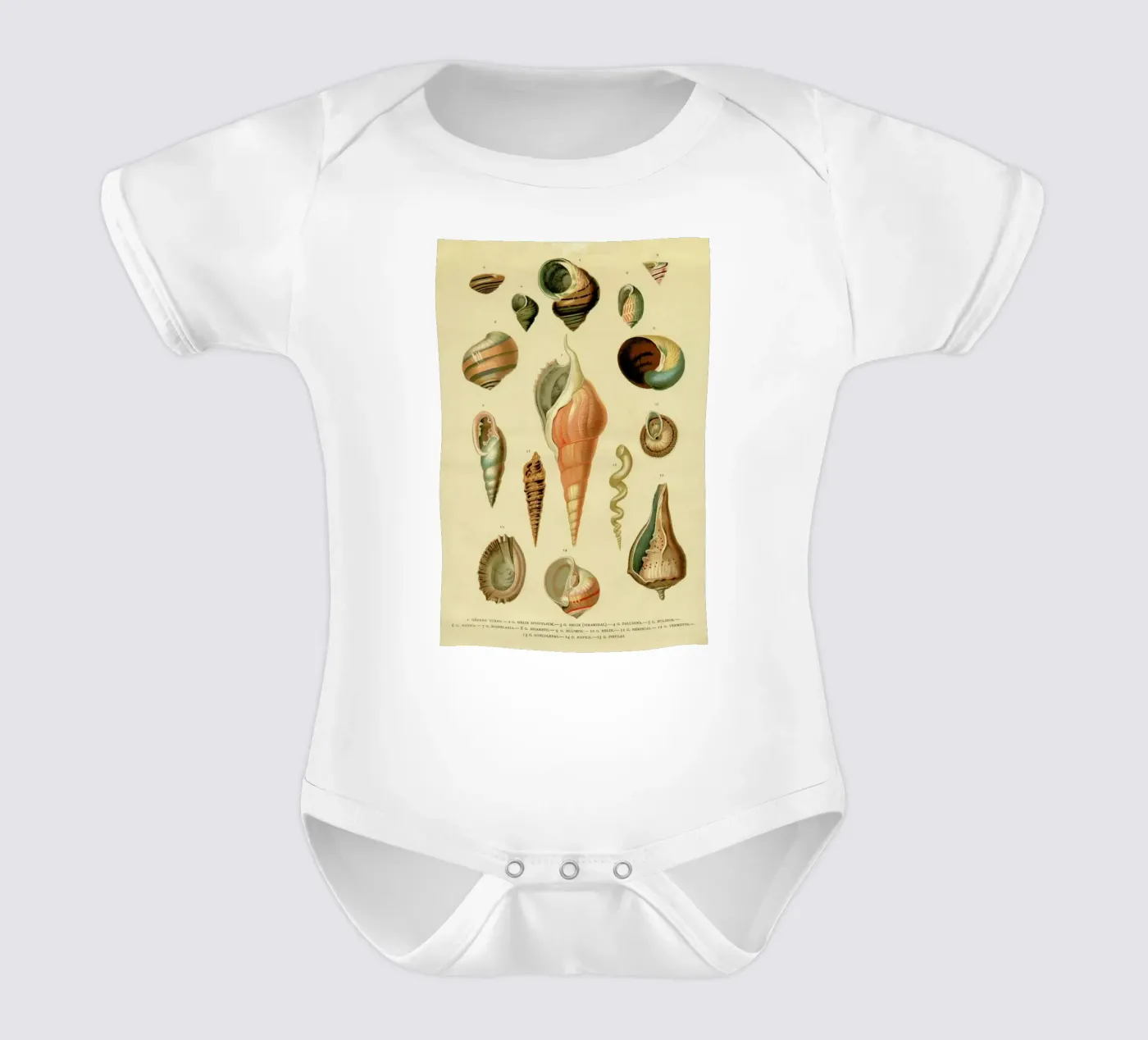 Mollusc Shells body bébé de Flora & Fauna