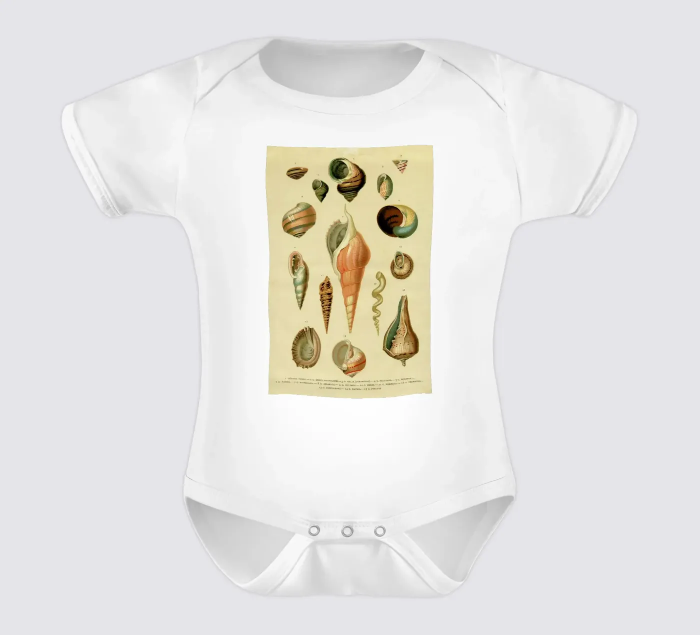 Mollusc Shells body bébé de Flora & Fauna