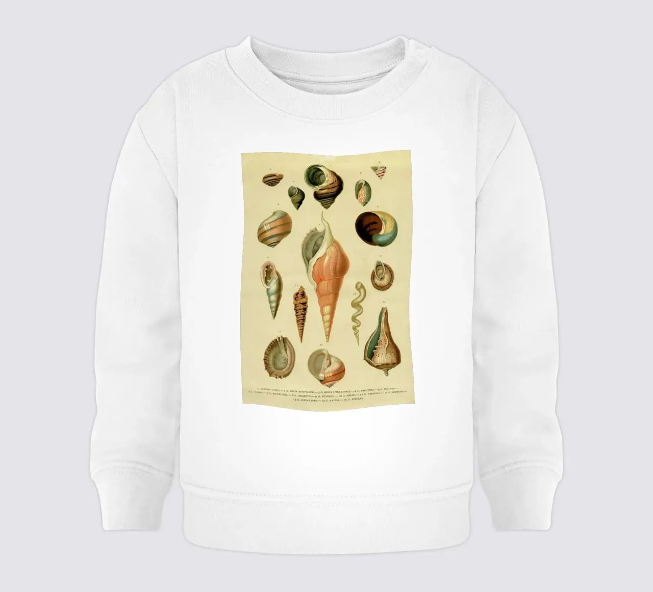 Mollusc Shells baby sweatshirt by Flora & Fauna