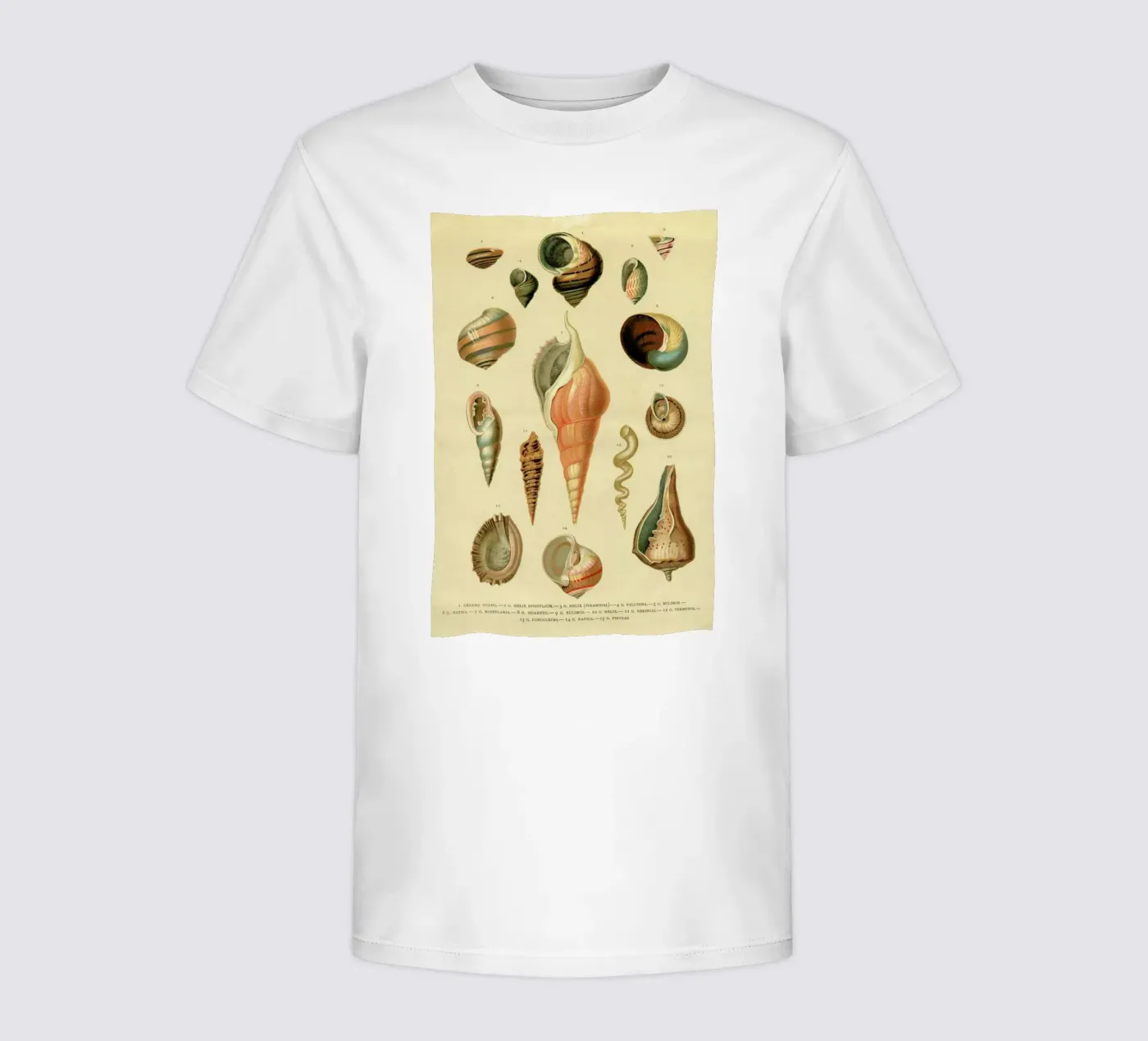Mollusc Shells Kinder T-Shirt von Flora & Fauna