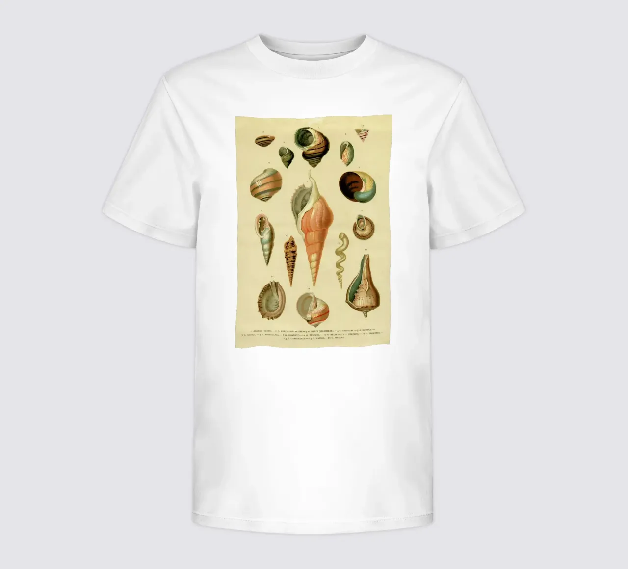 Mollusc Shells t-shirt bambini da Flora & Fauna