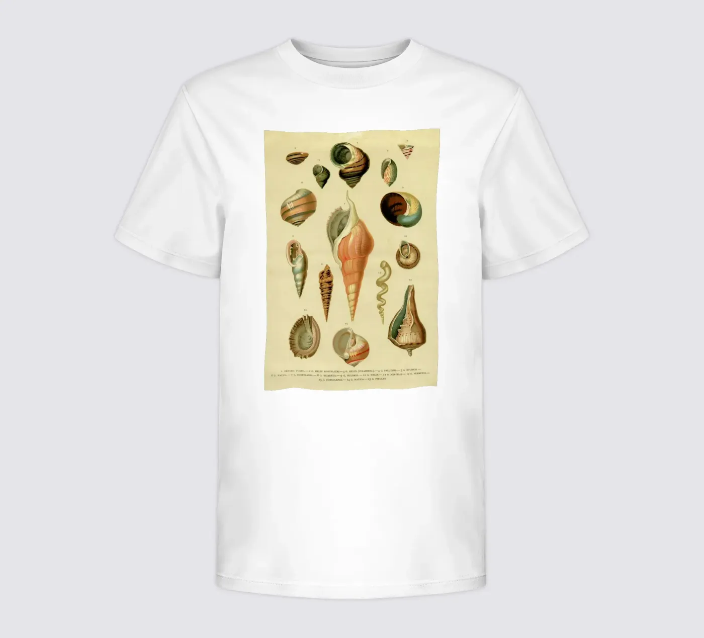 Mollusc Shells Kinder T-Shirt von Flora & Fauna