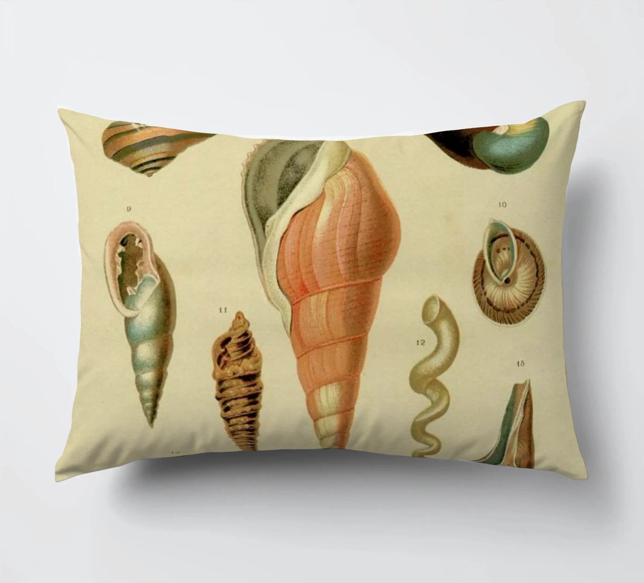 Mollusc Shells cuscino da Flora & Fauna