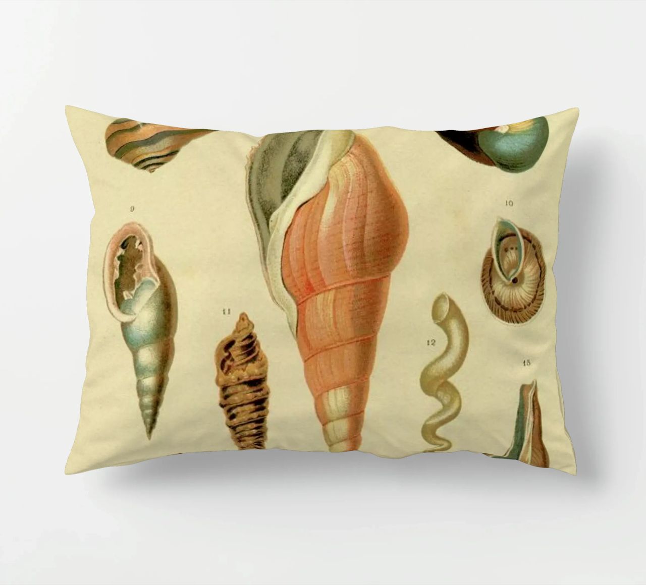 Mollusc Shells cuscino da Flora & Fauna