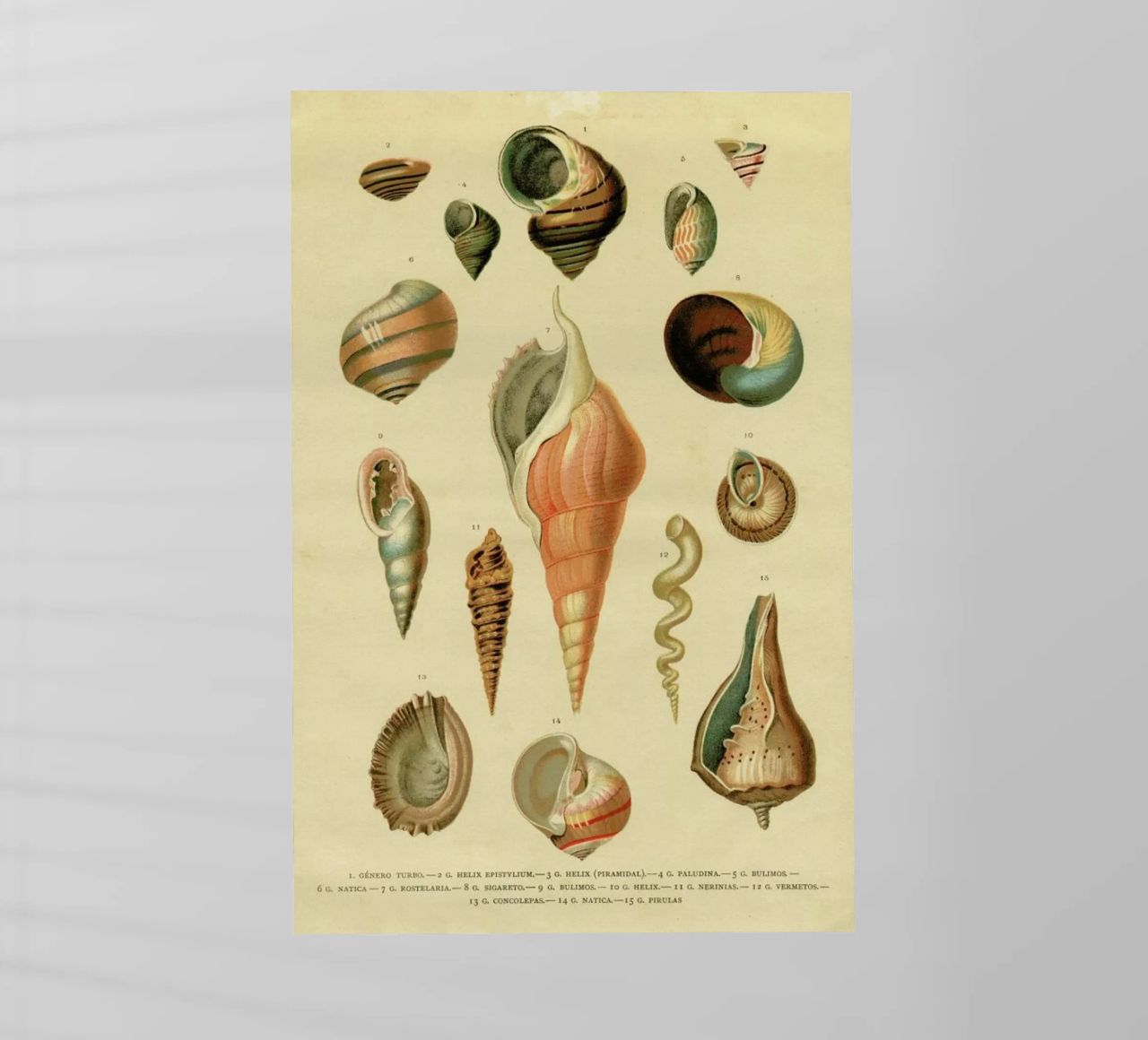 Mollusc Shells lámina retroiluminada de Flora & Fauna