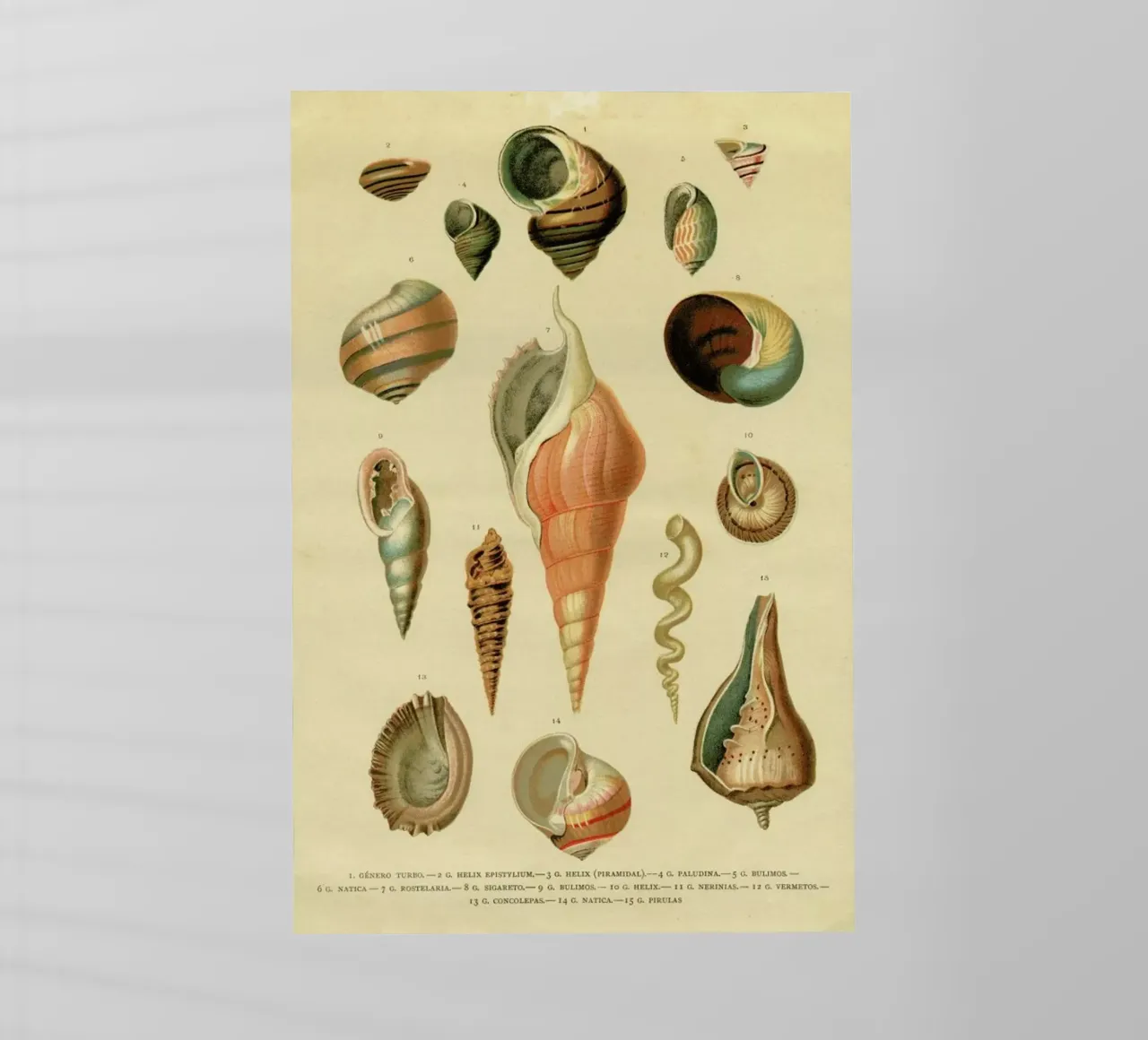 Mollusc Shells pellicola backlit da Flora & Fauna