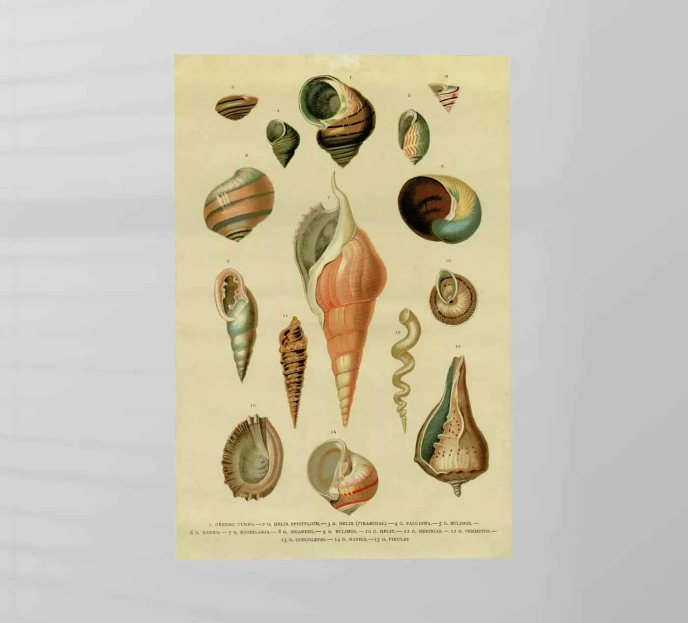 Mollusc Shells pellicola backlit da Flora & Fauna