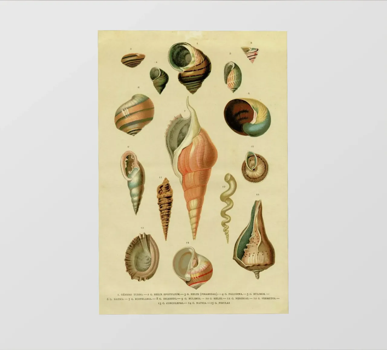 Mollusc Shells pellicola backlit da Flora & Fauna