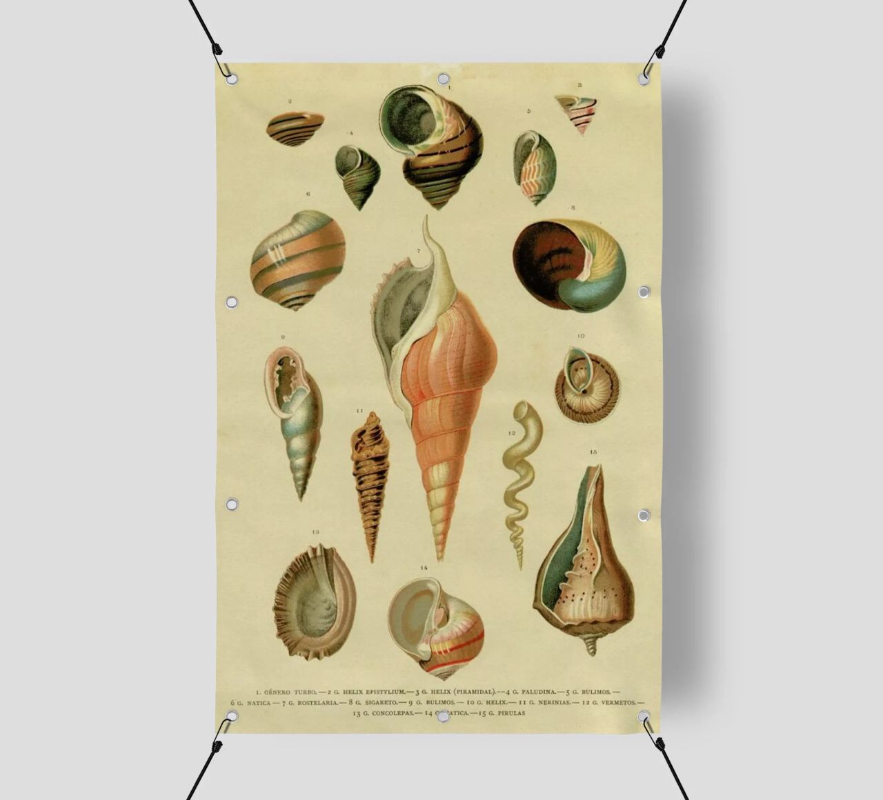 Mollusc Shells telo in pvc da Flora & Fauna