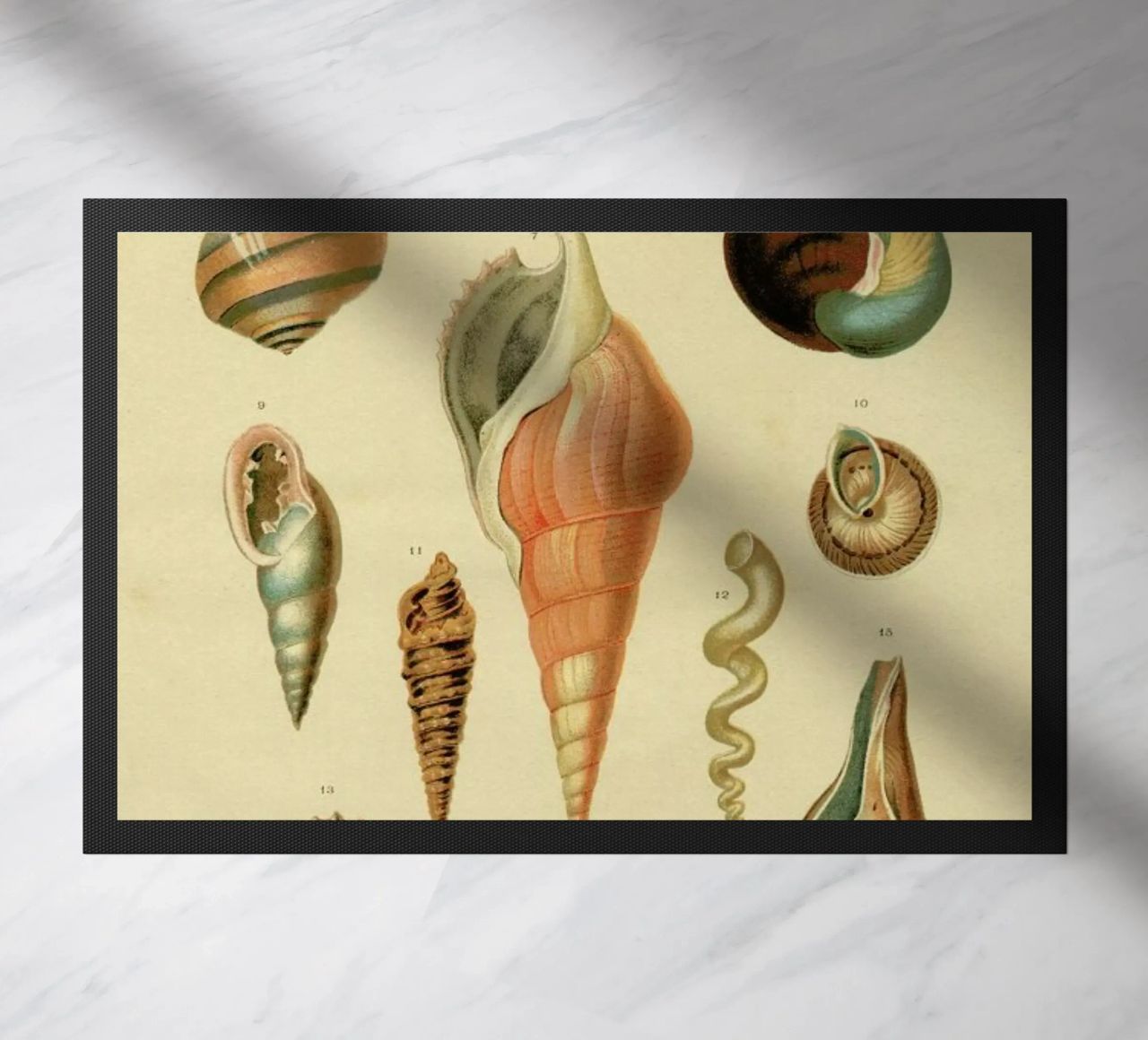 Mollusc Shells felpudo de Flora & Fauna