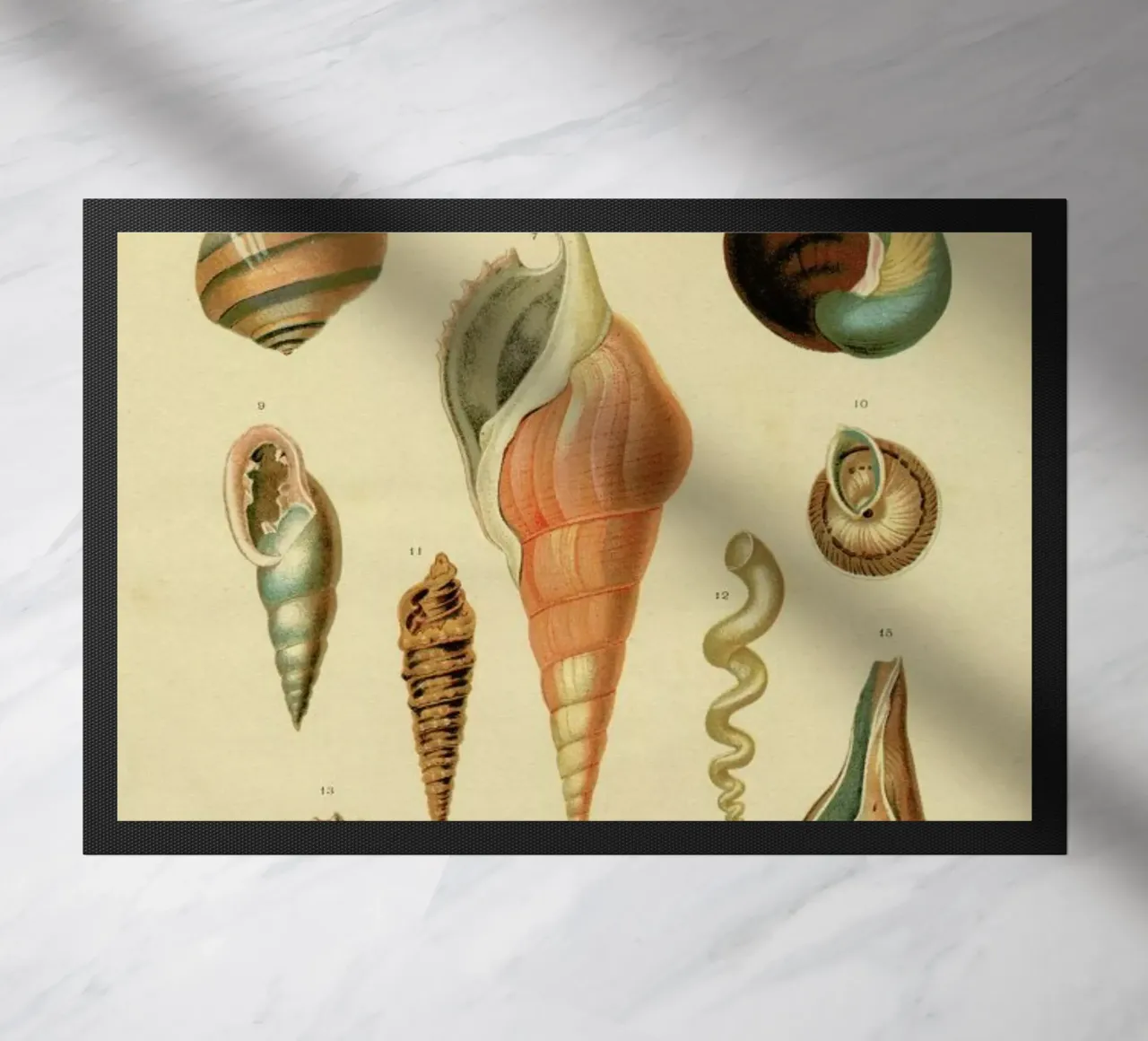 Mollusc Shells felpudo de Flora & Fauna