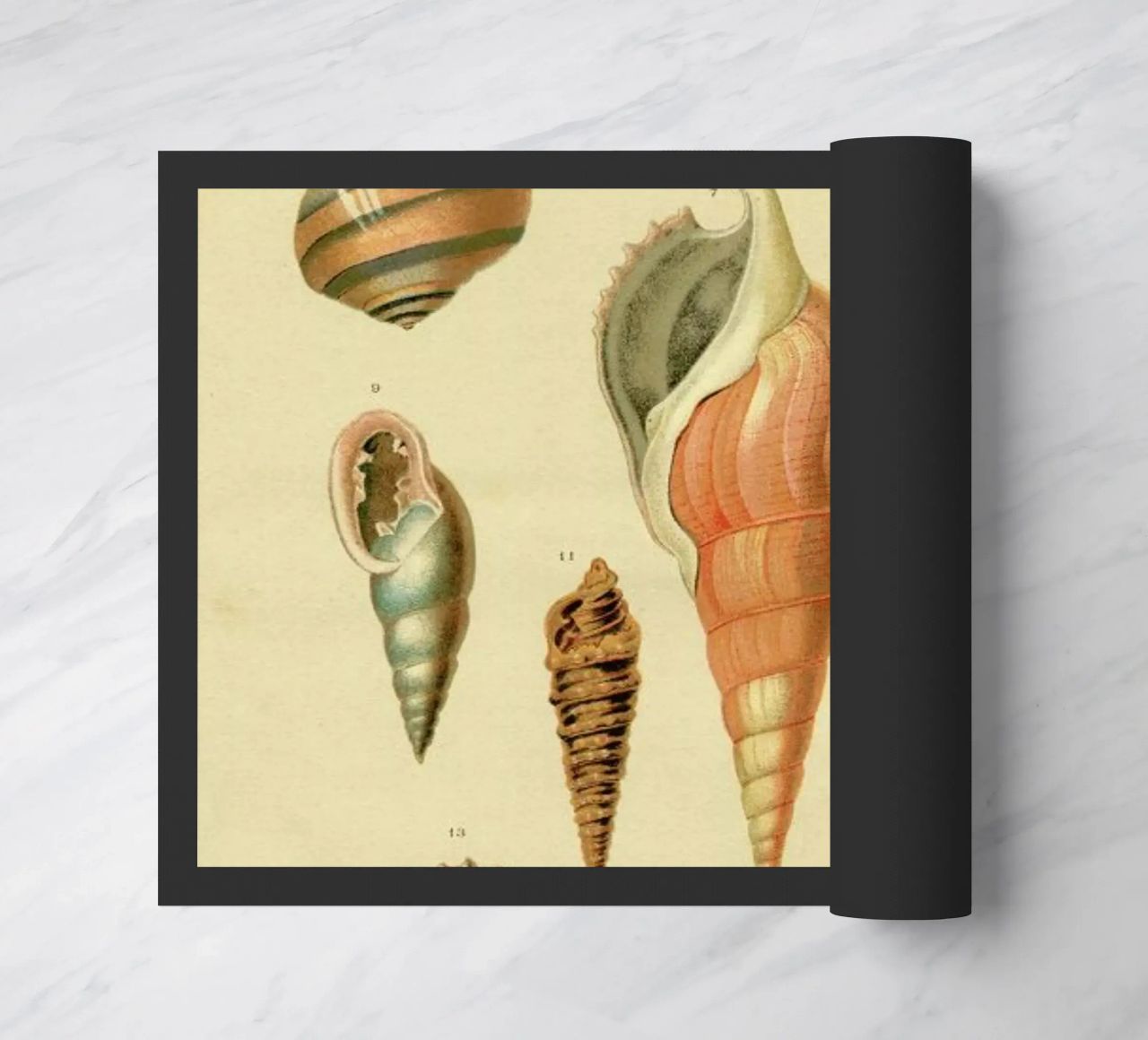 Mollusc Shells felpudo de Flora & Fauna