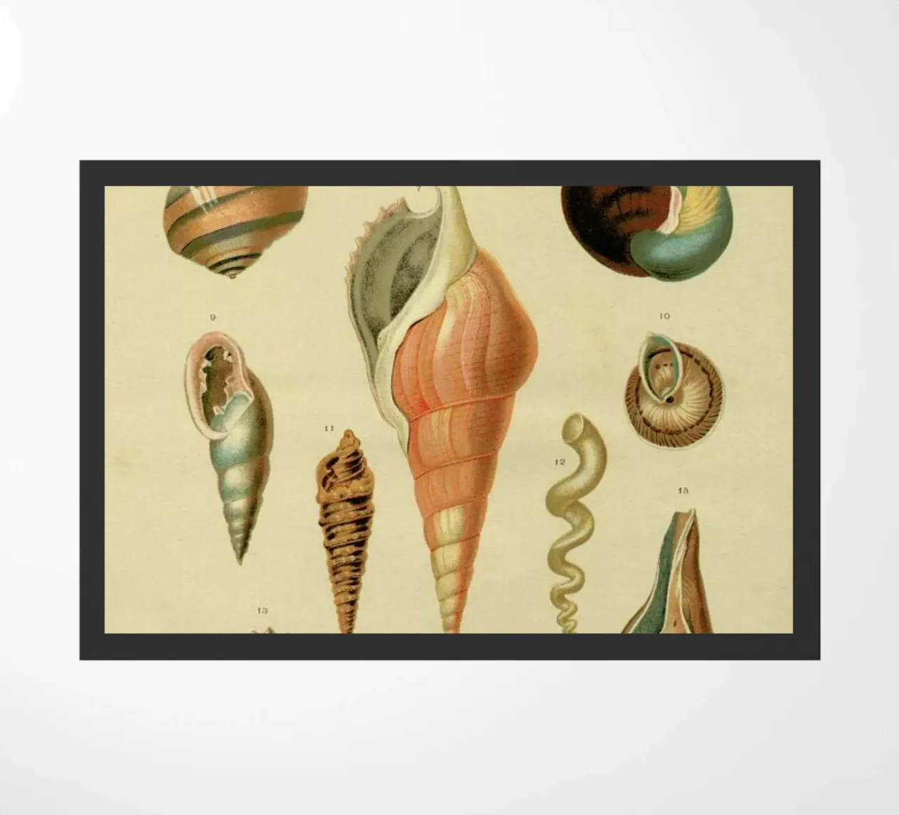 Mollusc Shells felpudo de Flora & Fauna