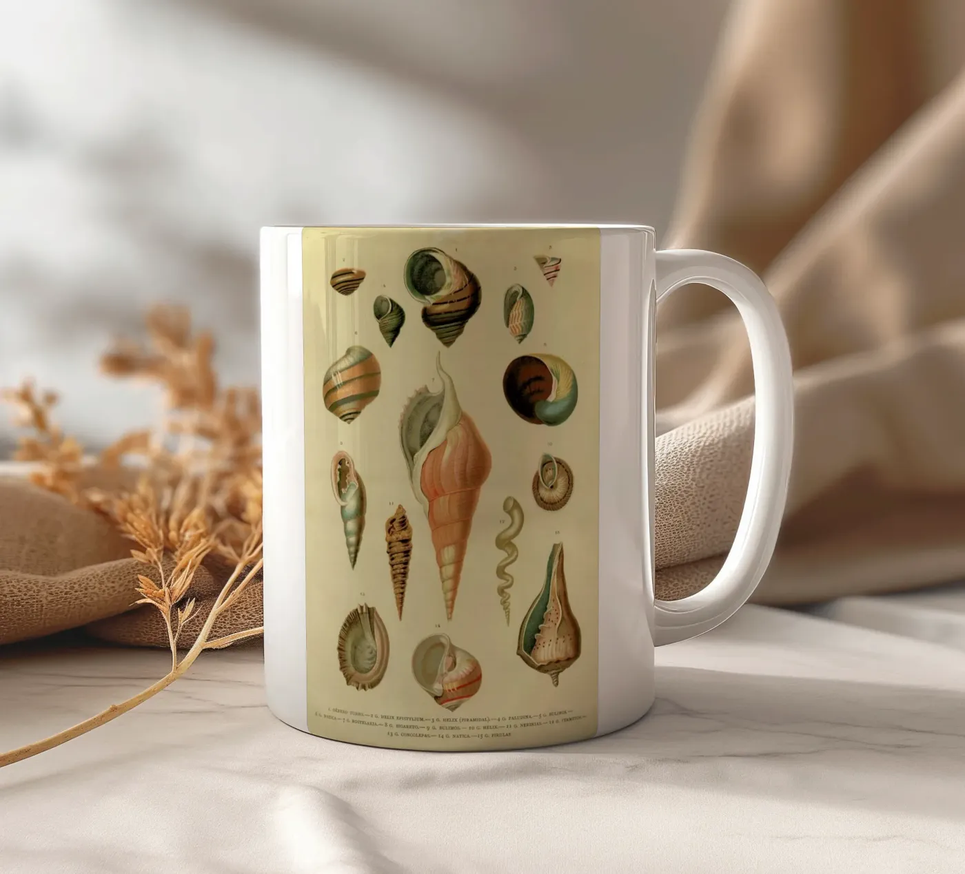 Mollusc Shells ceramic mug by Flora & Fauna