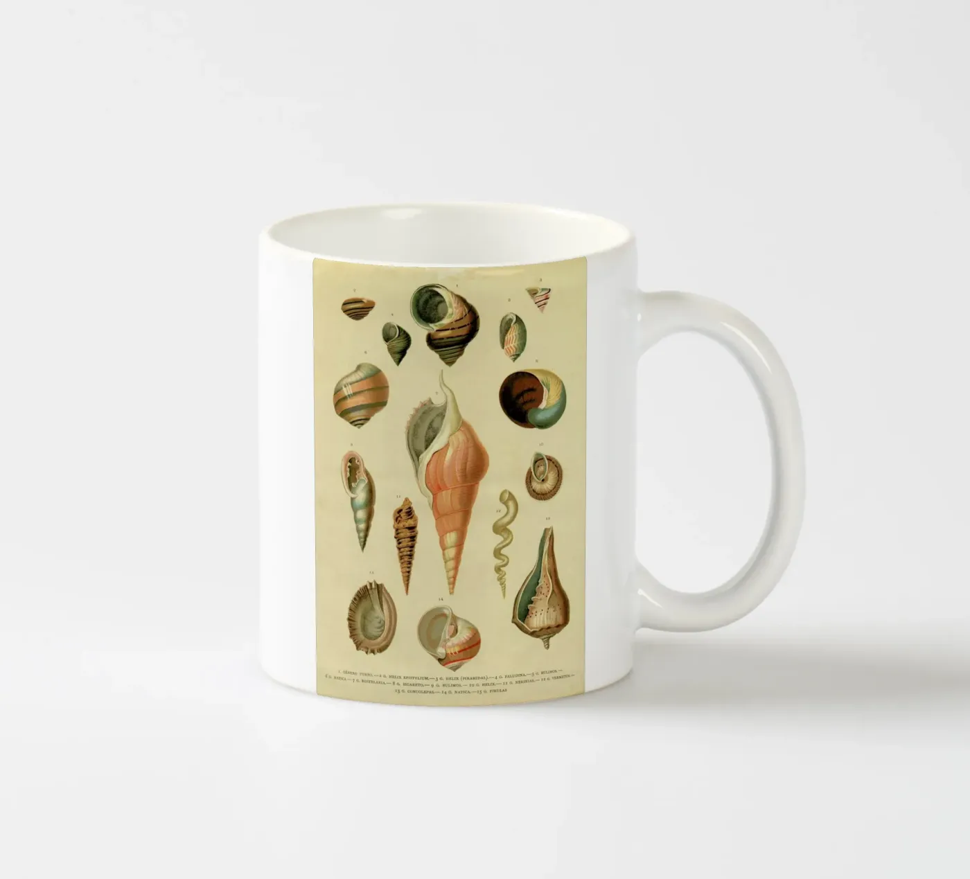 Mollusc Shells ceramic mug by Flora & Fauna