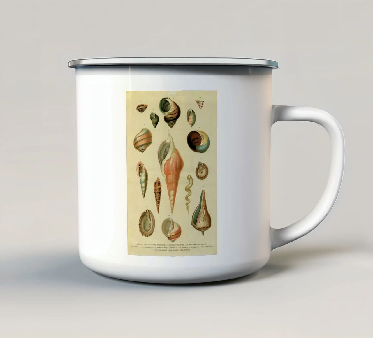 Mollusc Shells tazza in smalto da Flora & Fauna
