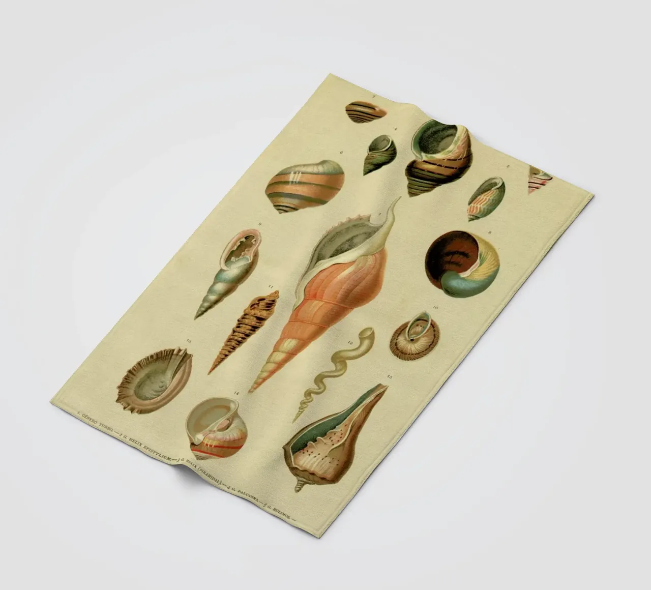 Mollusc Shells coperta in pile da Flora & Fauna