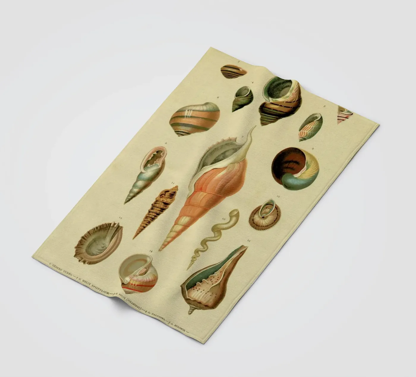 Mollusc Shells fleece blanket by Flora & Fauna