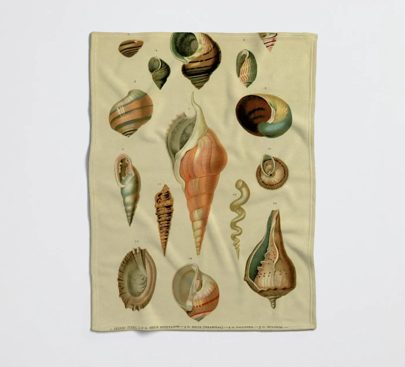 Mollusc Shells fleece blanket by Flora & Fauna