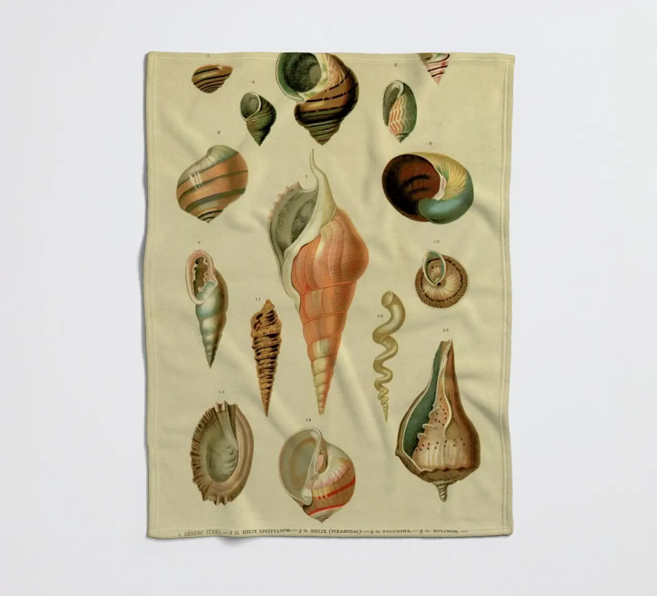 Mollusc Shells Fleecedecke von Flora & Fauna