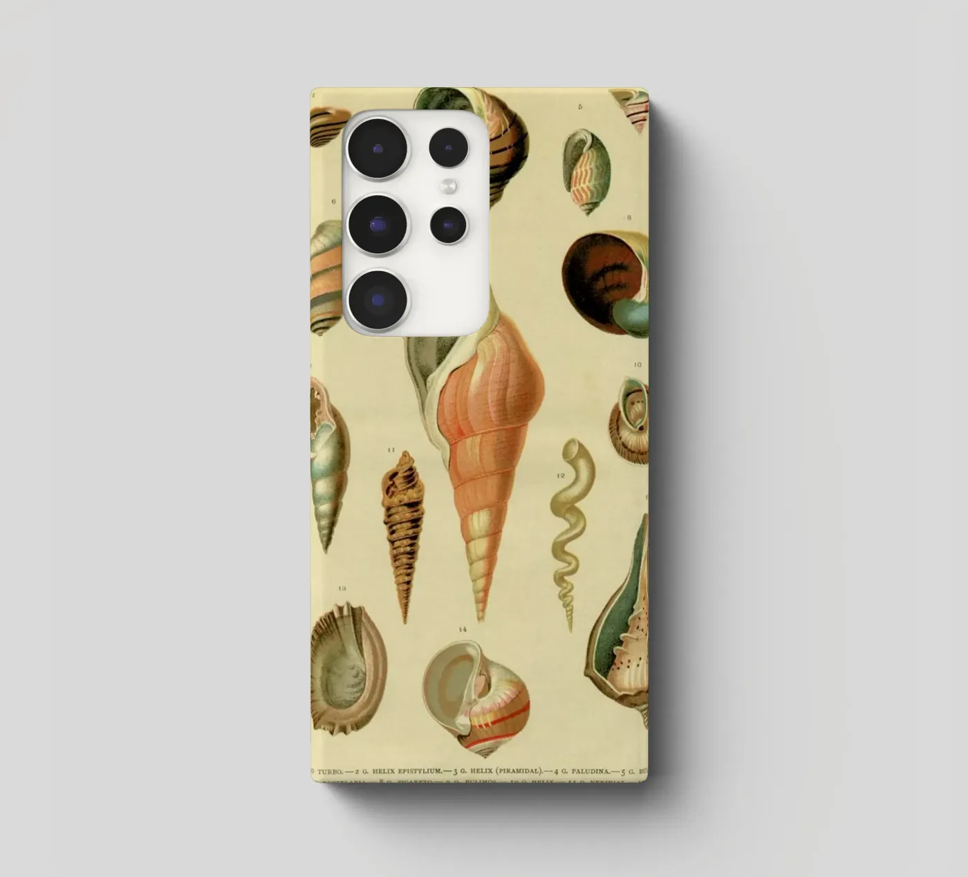 Mollusc Shells cover samsung da Flora & Fauna