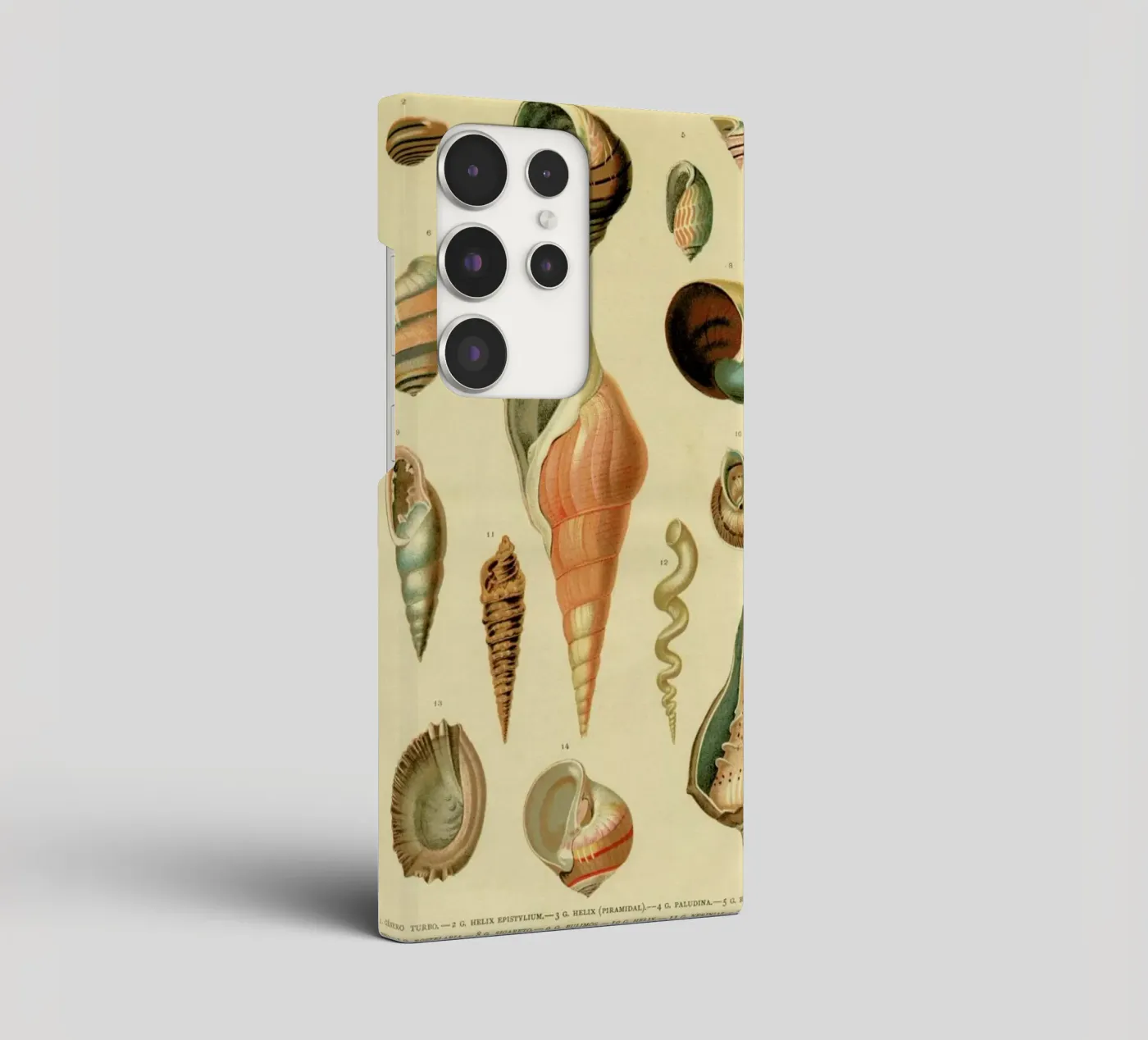 Mollusc Shells cover samsung da Flora & Fauna