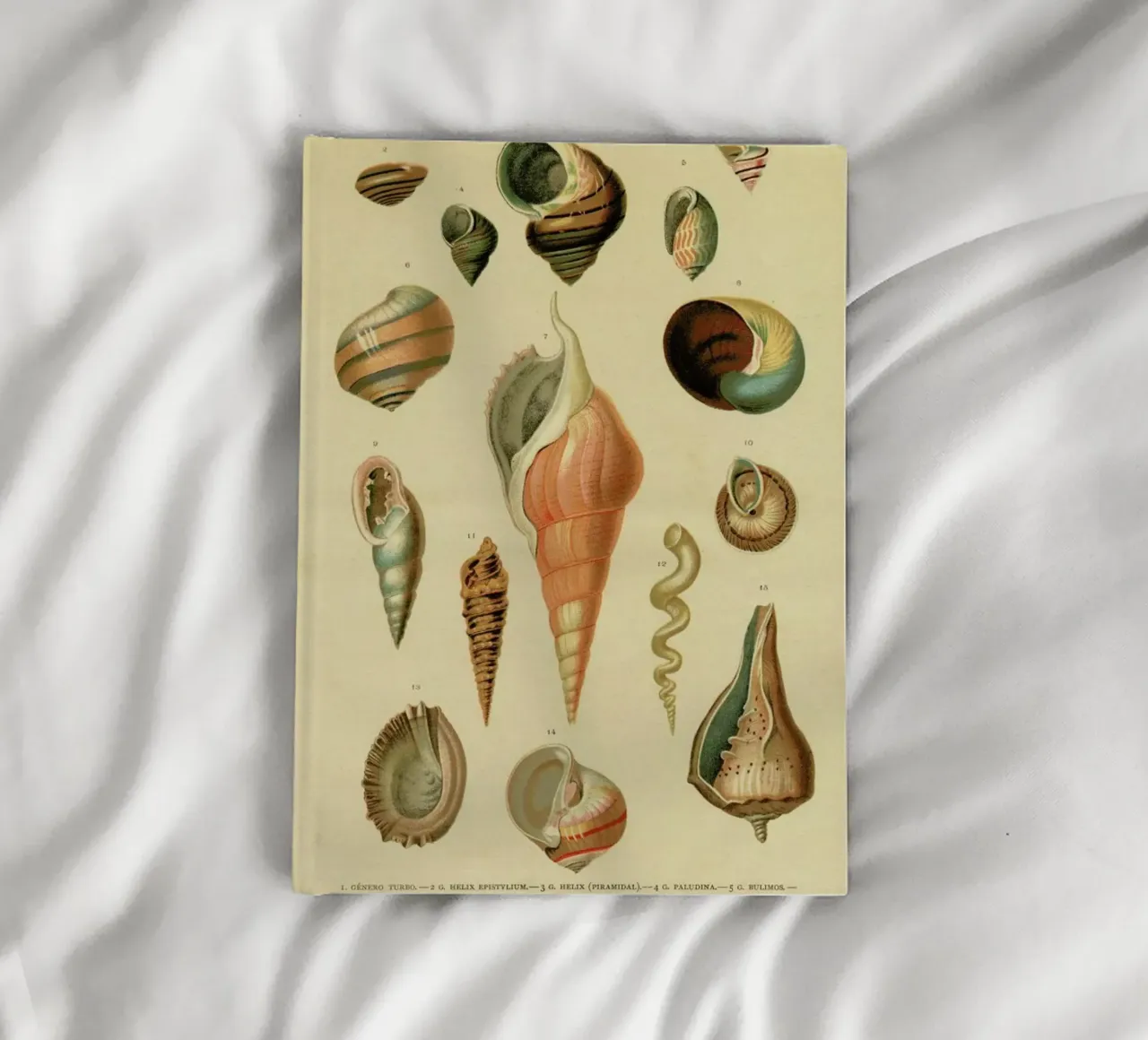 Mollusc Shells notebook by Flora & Fauna