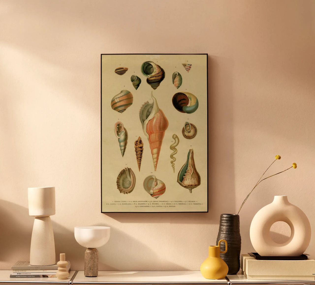 Mollusc Shells metacrilato de Flora & Fauna