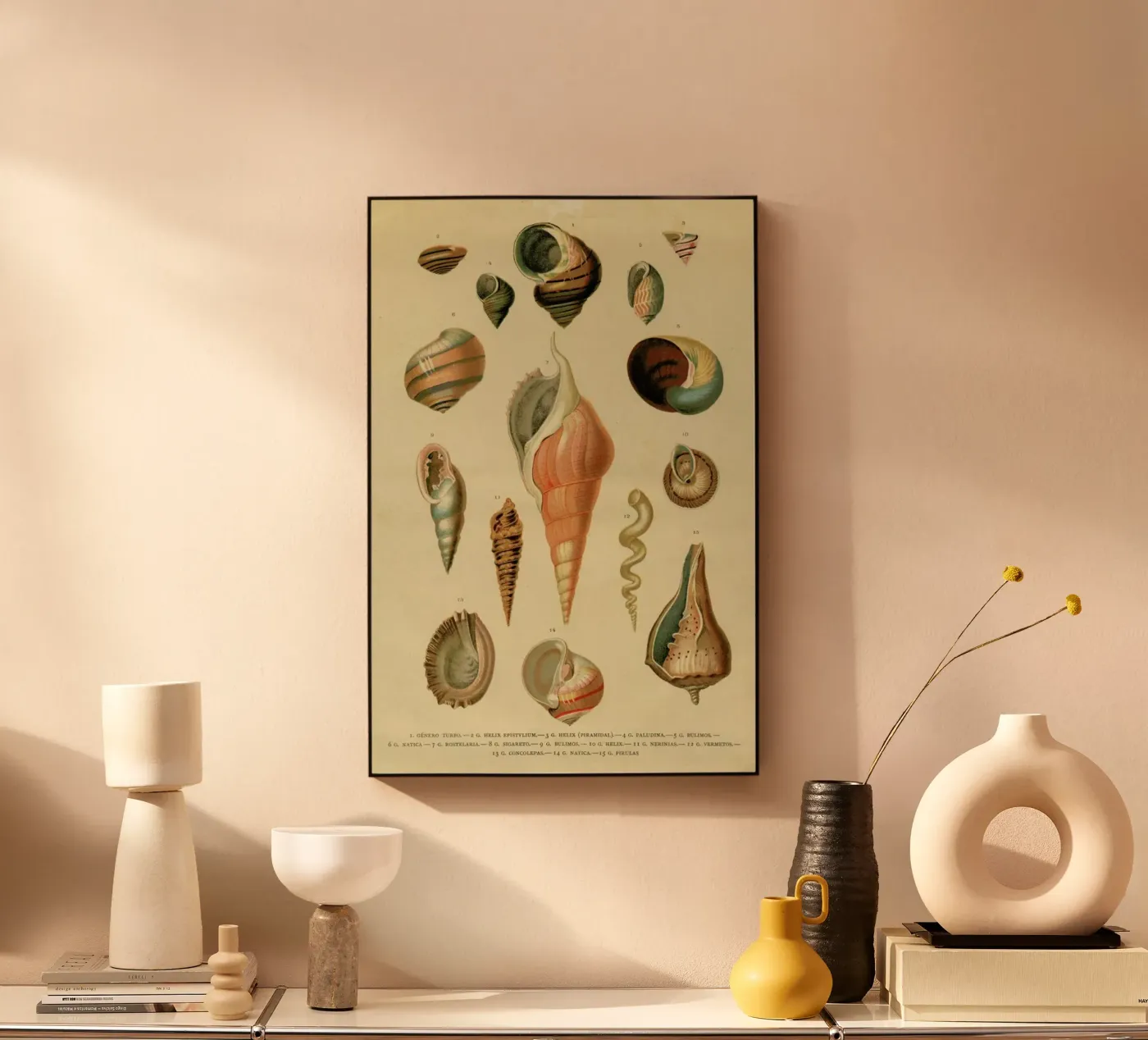 Mollusc Shells plexiglass da Flora & Fauna