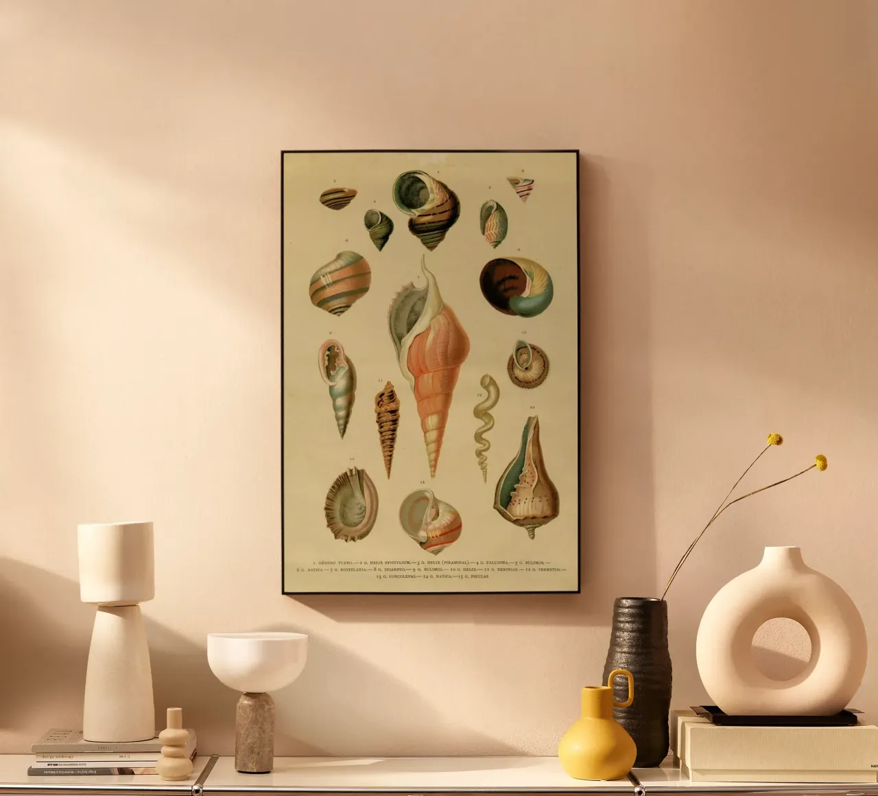 Mollusc Shells acryl van Flora & Fauna