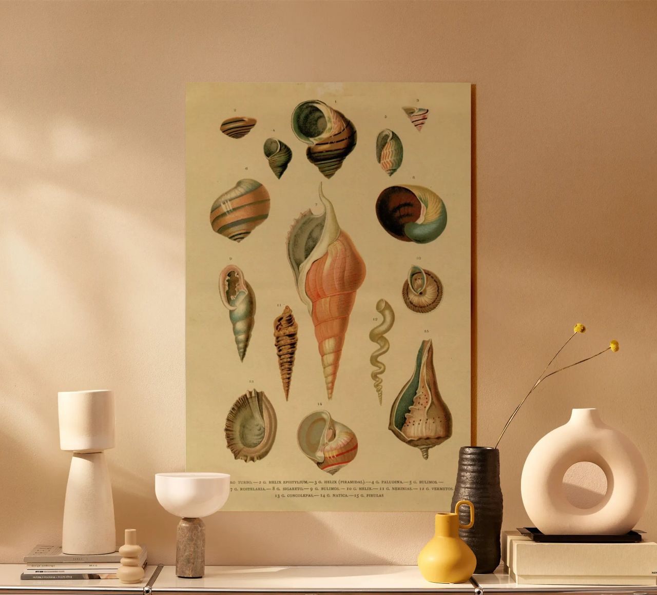 Mollusc Shells metacrilato de Flora & Fauna