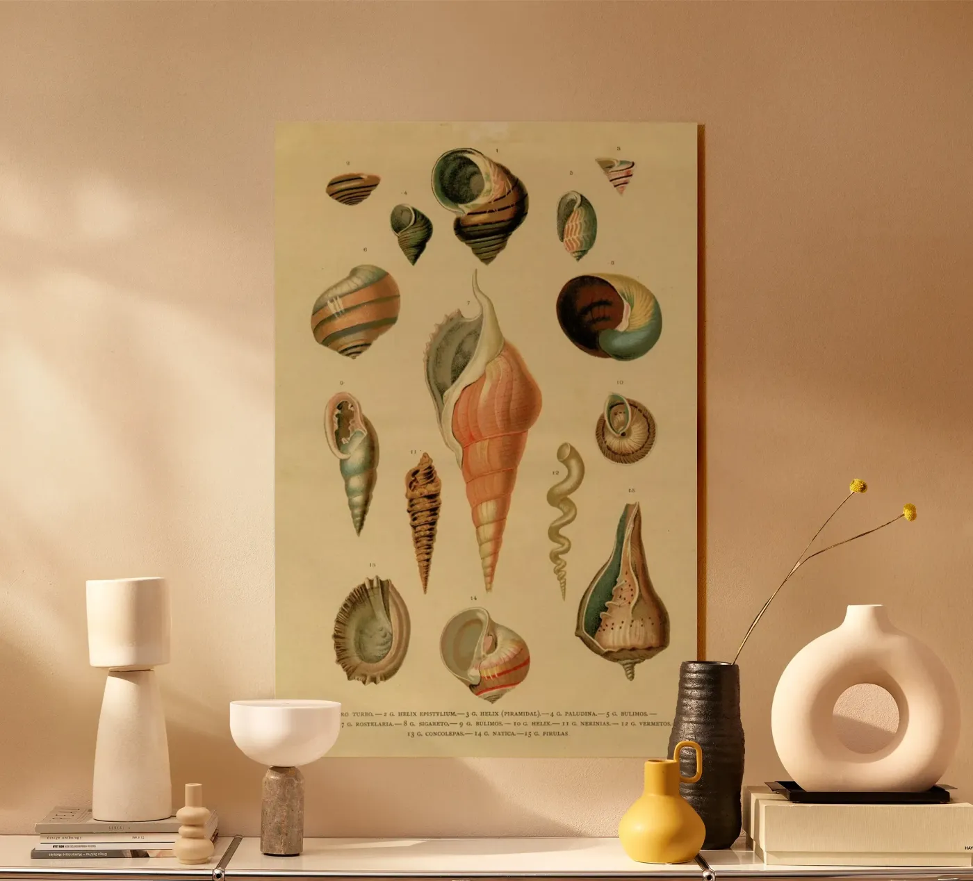 Mollusc Shells plexiglass da Flora & Fauna