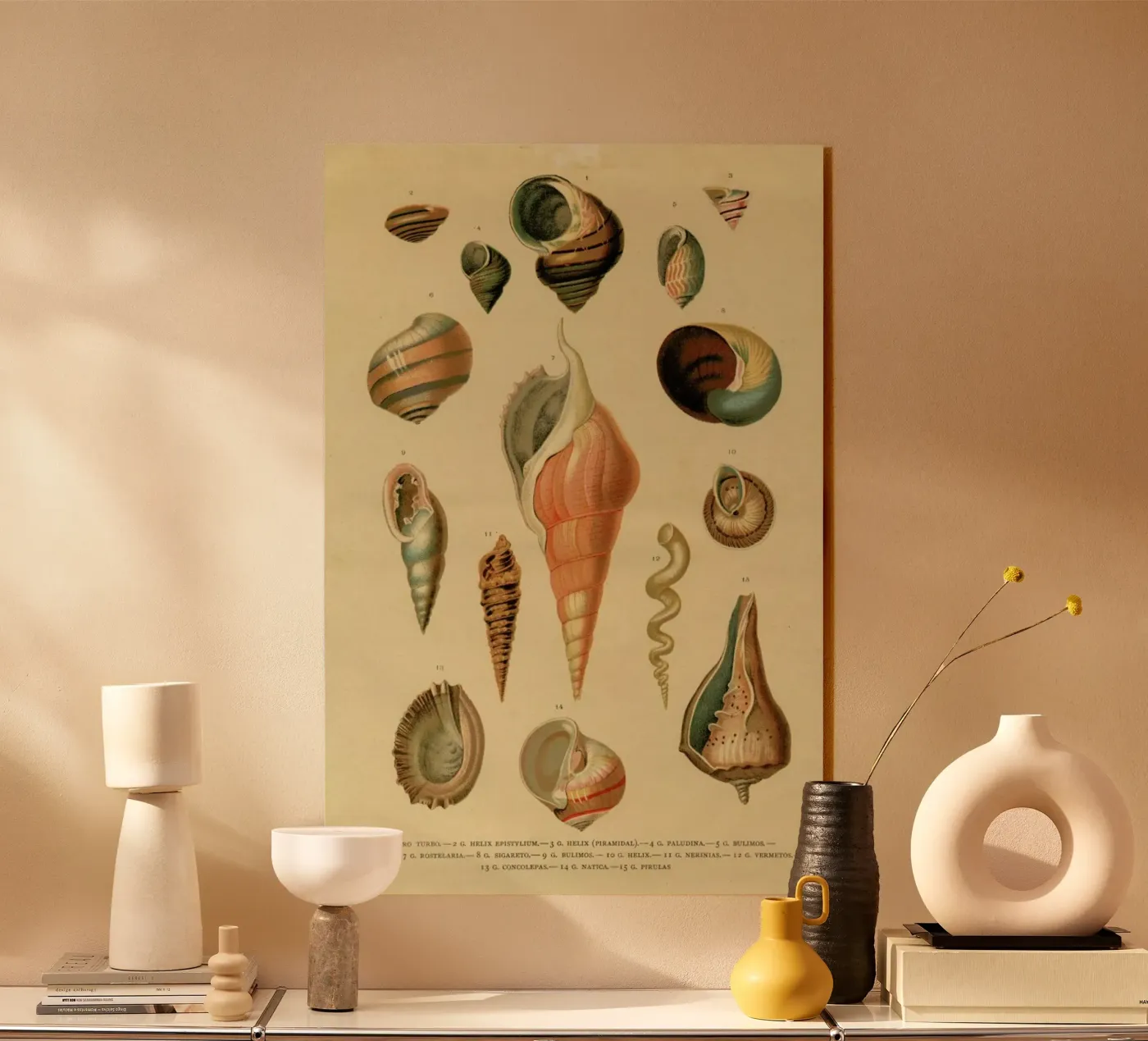 Mollusc Shells acrylic glass by Flora & Fauna