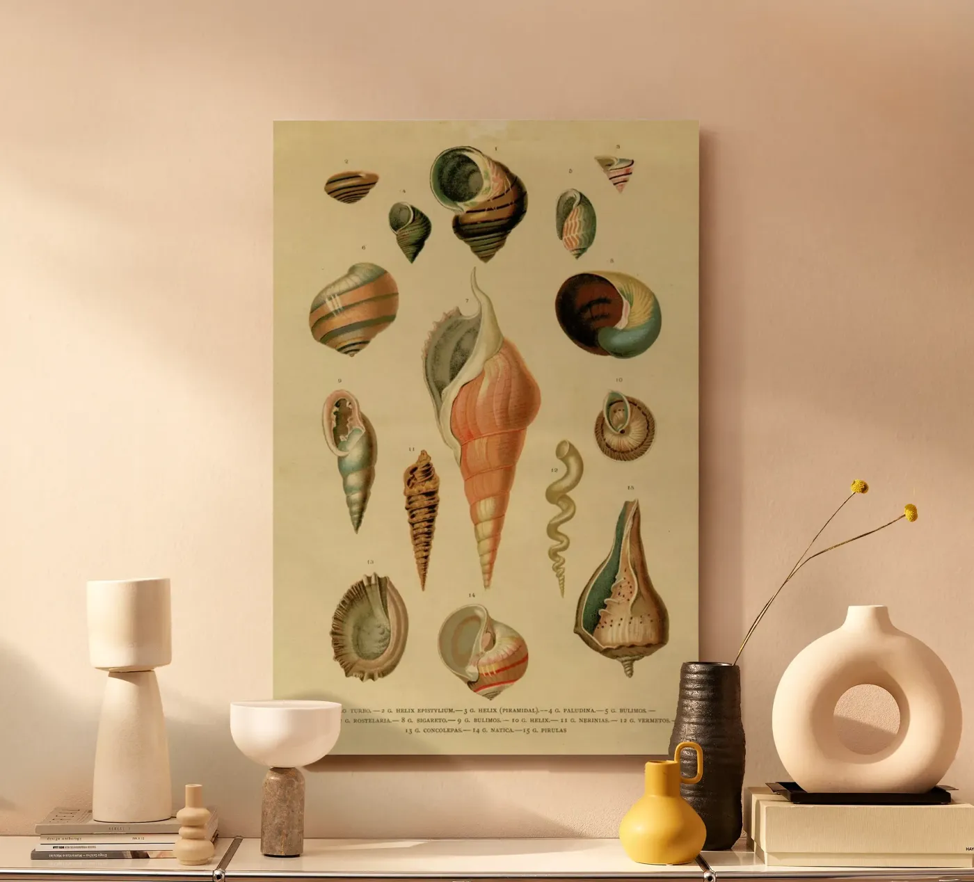 Mollusc Shells forex plate by Flora & Fauna